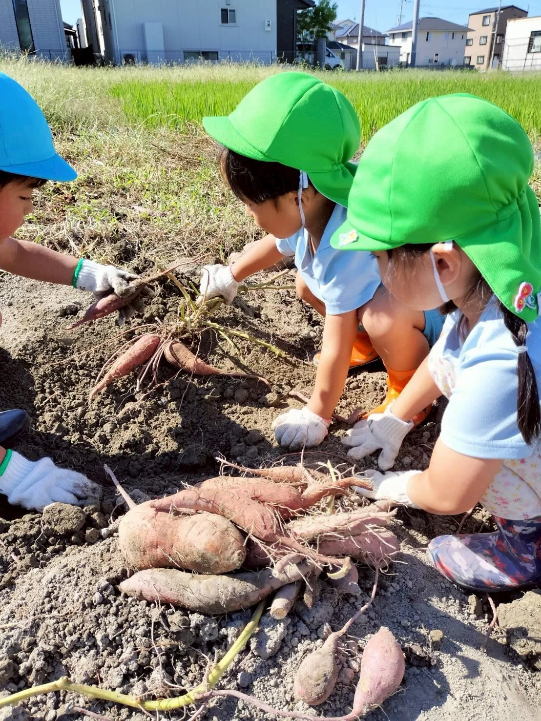 畑でのさつまいも収穫