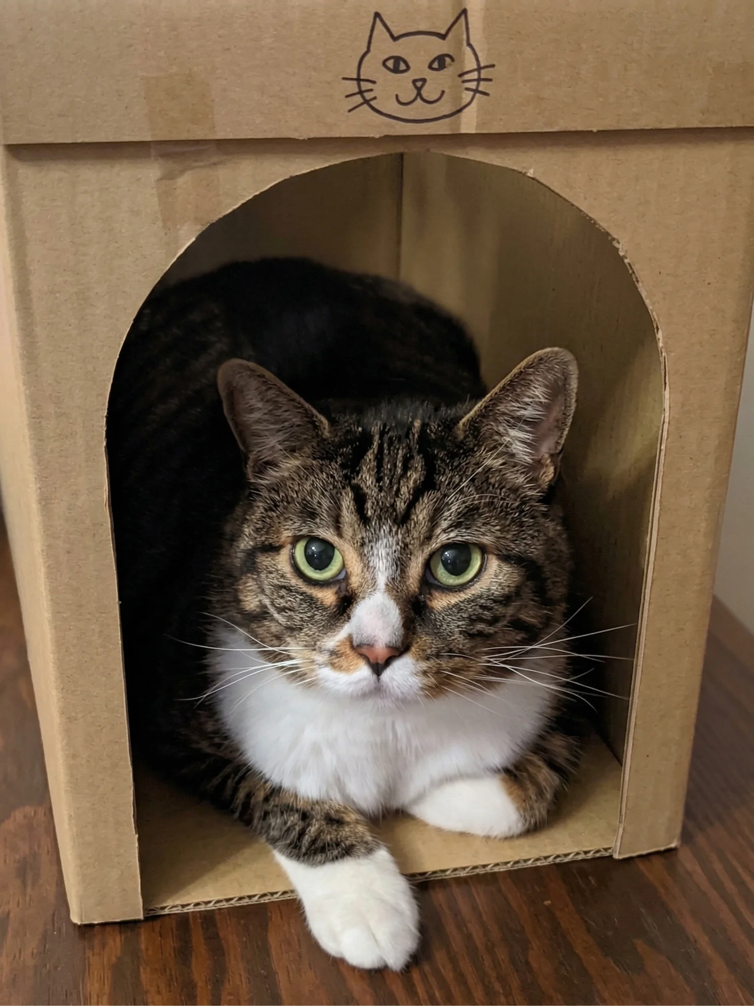 初代園長 モカえんちょう